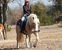 show-haflinger-horse