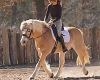 trail-riding-haflinger-horse