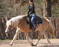 working-cattle-haflinger-horse