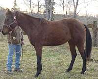 solid-bay-horse
