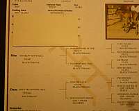 bay-solid-horse