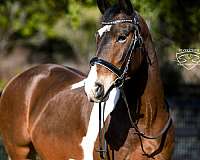 athletic-friesian-horse