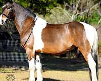 cross-friesian-horse
