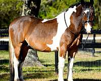 dressage-friesian-horse