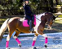 flashy-friesian-horse