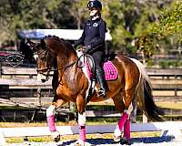 jumping-friesian-horse