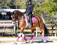performance-friesian-horse