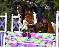 ridden-english-friesian-horse