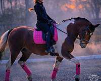 ridden-western-friesian-horse