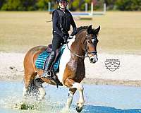 show-friesian-horse