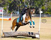 show-hack-friesian-horse