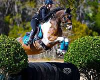 trail-friesian-horse