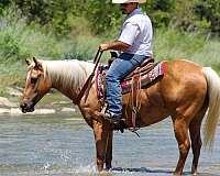 athletic-quarter-horse