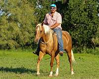 flashy-quarter-horse