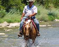 husband-safe-quarter-horse