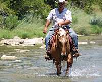 performance-quarter-horse