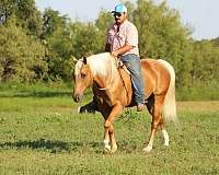 ranch-quarter-horse