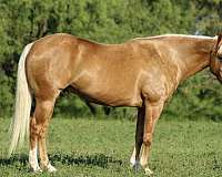 ranch-versatility-quarter-horse
