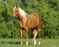 ranch-work-quarter-horse