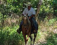 roping-quarter-horse