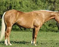 show-quarter-horse
