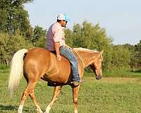 trail-quarter-horse