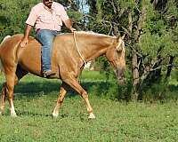 trail-riding-quarter-horse