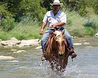western-riding-quarter-horse