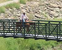 working-cow-quarter-horse
