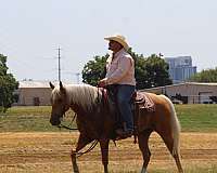 working-cattle-quarter-horse