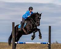 cross-friesian-horse