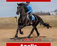 all-around-friesian-horse