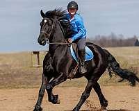 athletic-friesian-horse