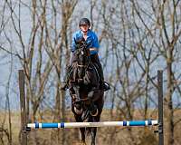 dressage-friesian-horse