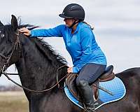 driving-friesian-horse