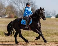 flashy-friesian-horse