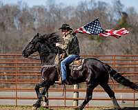jumping-friesian-horse