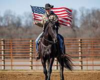 performance-friesian-horse