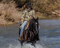 team-driving-friesian-horse