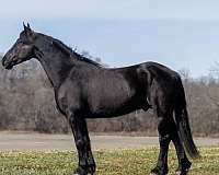 trail-friesian-horse