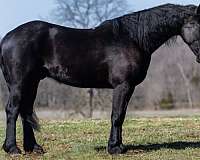 trail-riding-friesian-horse
