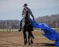 western-dressage-friesian-horse