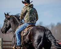 black-friesian-gelding