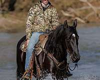 black-all-around-horse