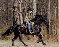 black-athletic-horse