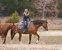 dun-working-cow-pony