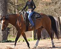 all-around-quarter-pony