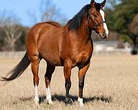 beginner-quarter-pony