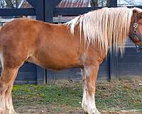 cross-cutting-haflinger-horse