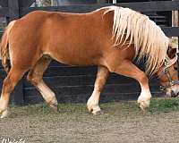 cross-cutting-gelding